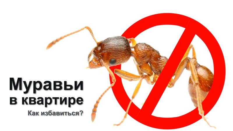 Как избавиться от муравьев в квартире за считанные дни 19 Как избавиться от муравьев в квартире за считанные дни 45