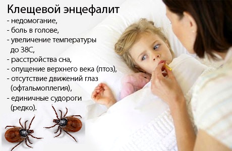 Энцефалитный клещ