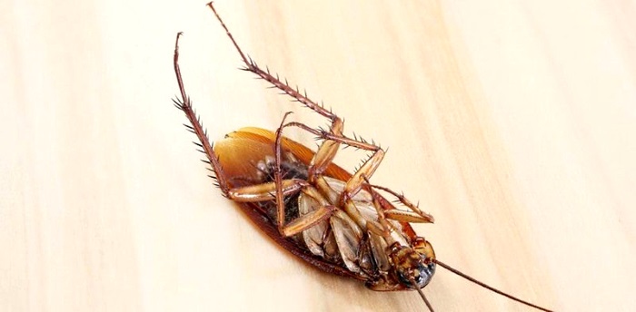 Как быстро вывести тараканов из квартиры