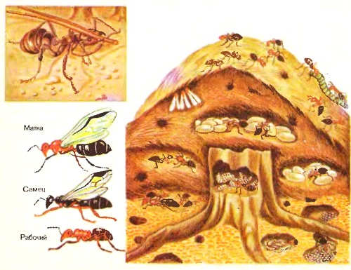 Как живут муравьи 