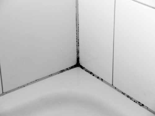 Как удалить плесень в ванной между плитками на стене