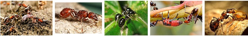 виды муравьев
