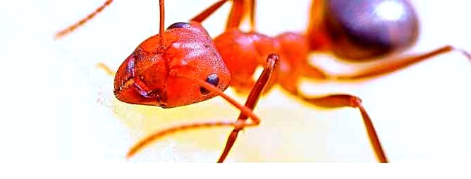как избавиться от муравьев в доме навсегда 