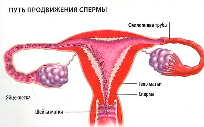 оплодотворение внутри матки